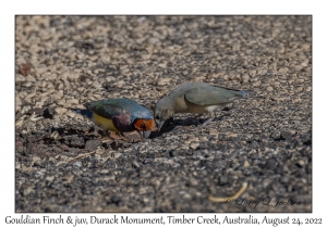 Gouldian Finch & juvenile