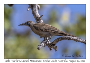 Little Friarbird