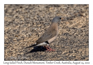 Long-tailed Finch