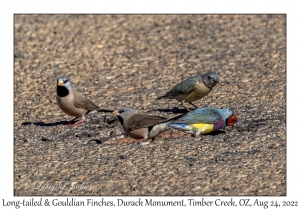 Long-tailed & Gouldian Finches
