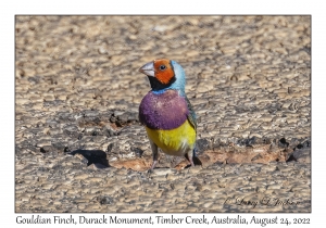 Gouldian Finch