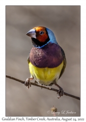 Gouldian Finch