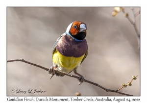 Gouldian Finch