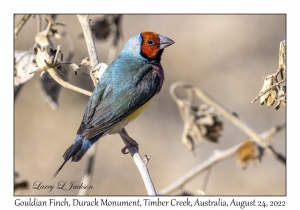 Gouldian Finch