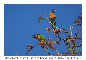 Red-collared Lorikeets