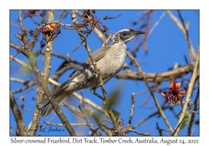 Silver-crowned Friarbird