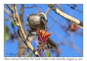 Silver-crowned Friarbird