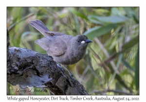 White-gaped Honeyeater