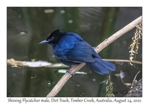 Shining Flycatcher male