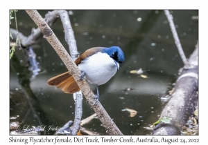 Shining Flycatcher female