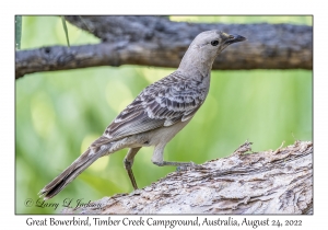 Great Bowerbird