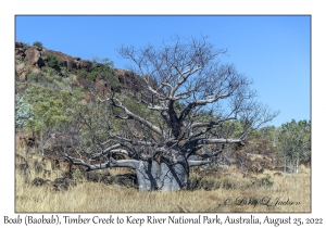 Boab (Baobab)