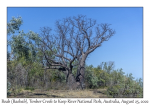 Boab (Baobab)