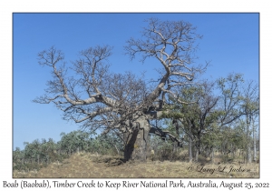 Boab (Baobab)