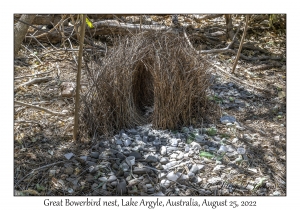 Great Bowerbird nest