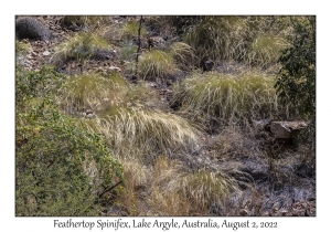 Feathertop Spinifex