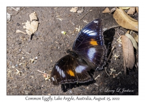 Common Eggfly