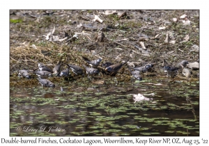 Double-barred Finches