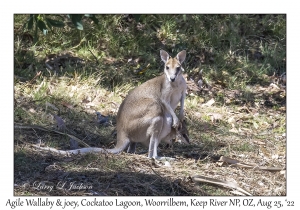 Agile Wallaby & joey