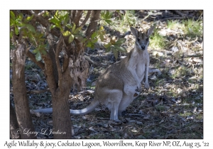 Agile Wallaby