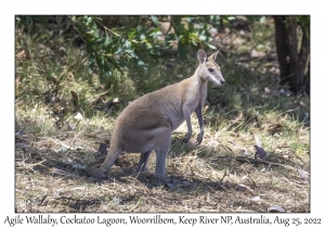 Agile Wallaby