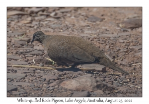 White-quilled Rock Pigeon