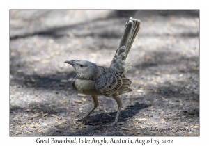 Great Bowerbird