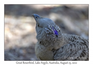 Great Bowerbird