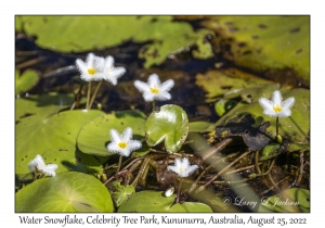 Water Snowflake