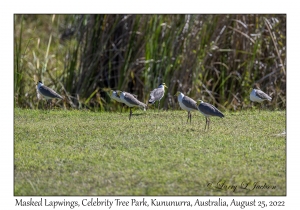 Masked Lapwings