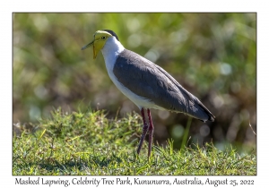 Masked Lapwing