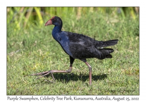 Purple Swamphen