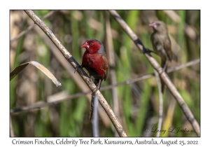 Crimson Finches