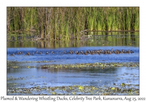 Plumed and Wandering Whistling Ducks
