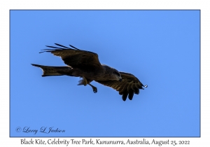 Black Kite