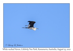 White-necked Heron