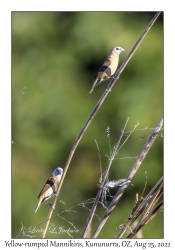 Yellow-rumped Mannikin