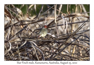 Star Finch male