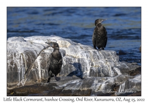 Little Black Cormorants