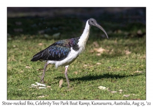 Straw-necked Ibis