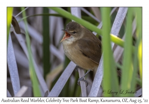 Australian Reed Warbler