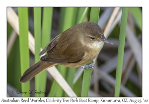 Australian Reed Warbler