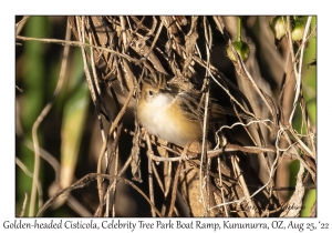 Golden-headed Cisticola