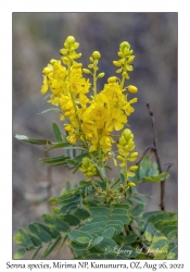 Senna species