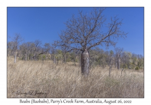 Boabs (Baobabs)