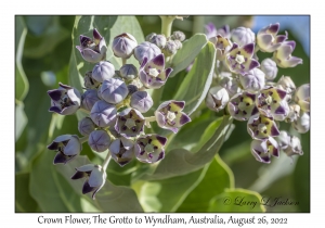 Crown Flower