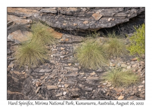 Hard Spinifex
