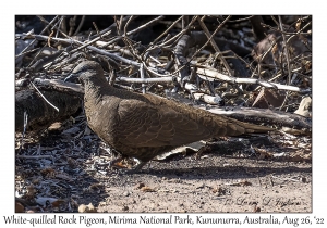 White-quilled Rock Pigeon