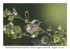 Red-backed Fairywren female