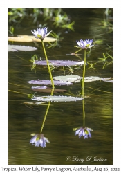 Tropical Water Lily